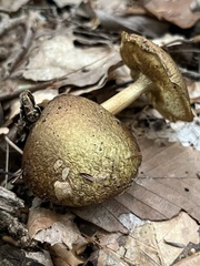 Pseudoboletus