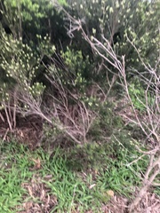 Melaleuca ericifolia