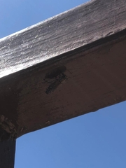 Chrysobothris basalis