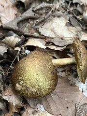 Pseudoboletus