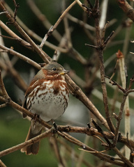 Passerella iliaca