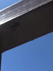 Chrysobothris basalis