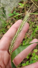 Elymus virginicus