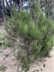 Melaleuca ericifolia