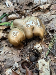 Tricholoma saponaceum