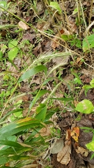 Elymus virginicus