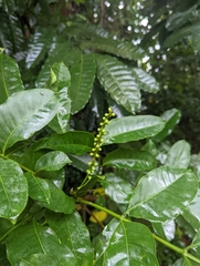 Aphanamixis polystachya