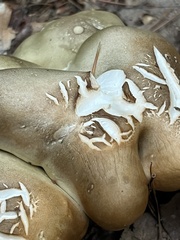 Tricholoma saponaceum