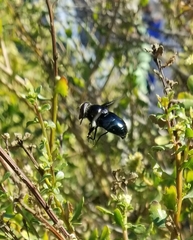 Copestylum violaceum