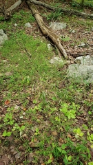 Elymus virginicus