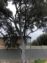 Eucalyptus tereticornis