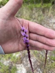 Liatris tenuifolia