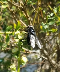 Copestylum violaceum