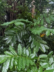 Aphanamixis polystachya