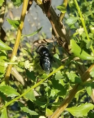 Copestylum violaceum