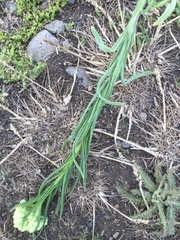 Helichrysum plicatum