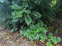 Aphanamixis polystachya