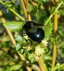 Copestylum violaceum