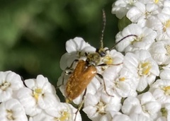 Pseudovadonia livida