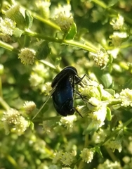 Copestylum violaceum