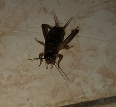 Acheta domesticus