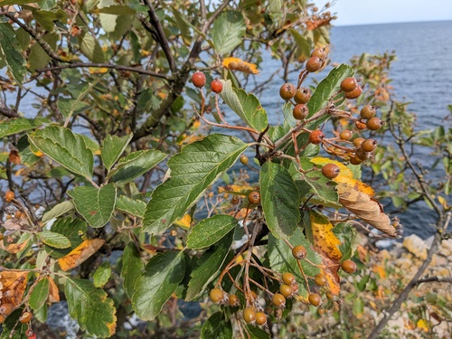 Swedish Whitebeam (Sorbus intermedia)