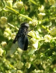 Copestylum violaceum