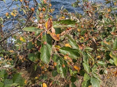 Scandosorbus intermedia