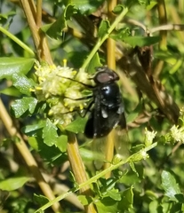 Copestylum violaceum