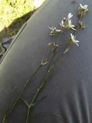 Eremogone dianthoides