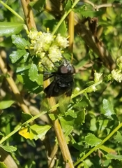 Copestylum violaceum