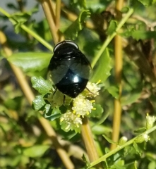 Copestylum violaceum