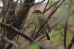 Empidonax flaviventris