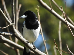 Cracticus nigrogularis