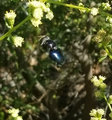 Copestylum violaceum