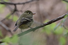 Empidonax flaviventris