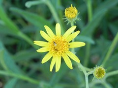 Senecio pterophorus