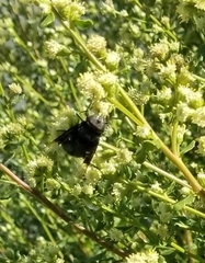 Copestylum violaceum