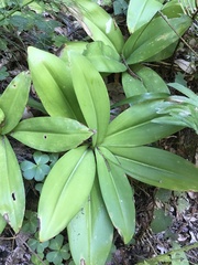 Clintonia