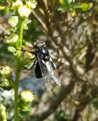 Copestylum violaceum