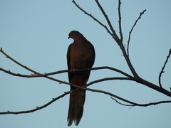 Macropygia phasianella
