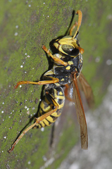 Polistes gallicus