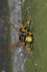 Polistes gallicus