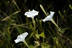 Ipomoea suaveolens