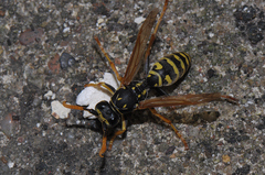 Polistes gallicus