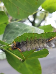 Halysidota