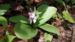 Galearis spectabilis