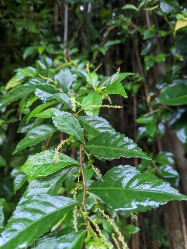 Image of Acalypha siamensis by (c) Caleb Catto, some rights reserved (CC BY)