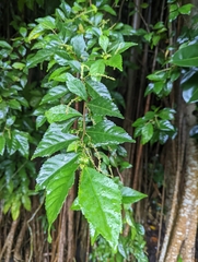 Acalypha siamensis