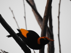 Sericulus chrysocephalus